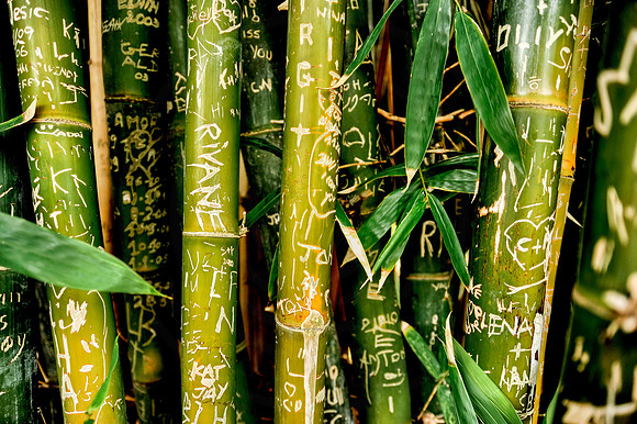 Urban Jungle